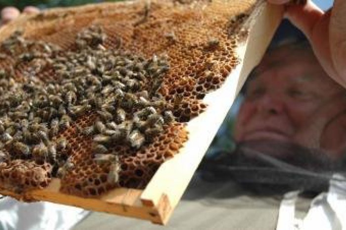 Ilustračný obrázok k článku Na Vianoce bude bez medu: Zúfalému včelárovi zmizlo sedem úľov!