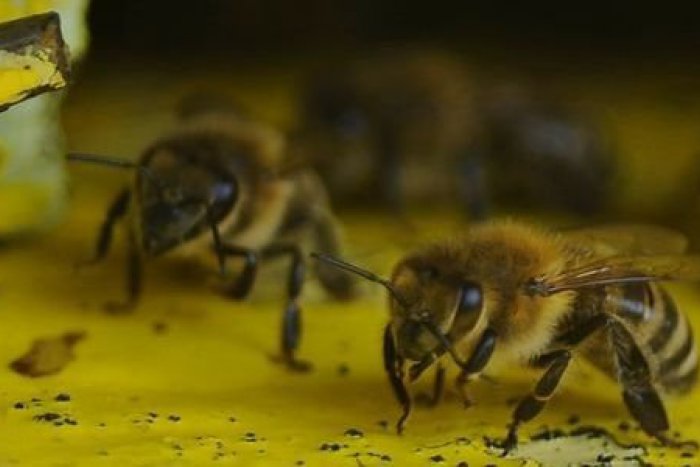Ilustračný obrázok k článku Včely ohrozovali Nitranov: Výjazdy absolvovali policajti a hasiči