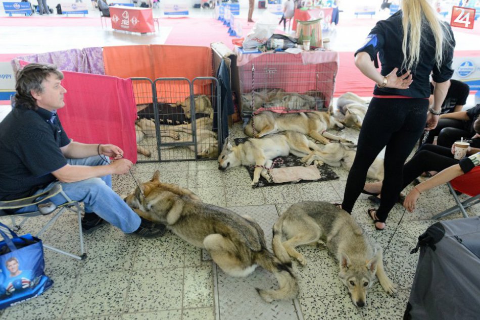 Ilustračný obrázok k článku FOTO: Na nitrianskom výstavisku bolo rušno, zišlo sa tam 5733 psov z celého sveta