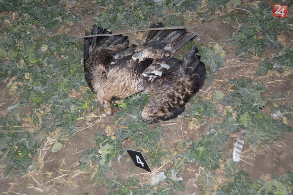Polícia začala vyšetrovanie úhynu vtákov: Dravce boli pravdepodobne otrávené