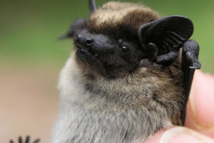 Ilustračný obrázok k článku Nitra zažije noc netopierov: Sledovanie ultrazvukovým detektorom a ukážky odchytu!