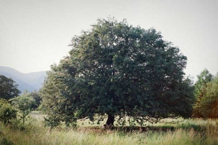Ilustračný obrázok k článku Hlasujte za strom roka 2013: Medzi finalistami aj reprezentant z okresu Nitra