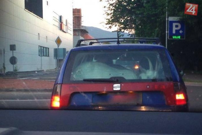 Ilustračný obrázok k článku Kuriózne FOTO z centra Nitry: Vodič v kufri auta prevážal kozu!