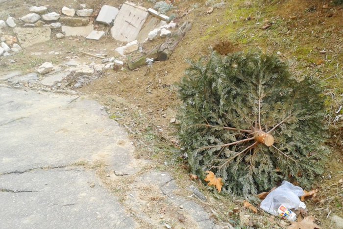 Ilustračný obrázok k článku Začal sa zber vianočných stromčekov: Podľa Mestských služieb ich často nachádzajú aj v júni