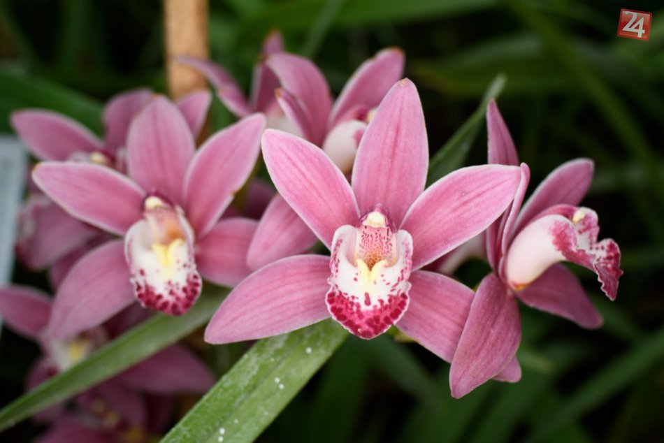 Ilustračný obrázok k článku Farebná krása: V Botanickej záhrade v Nitre rozkvitli stovky orchideí, FOTO