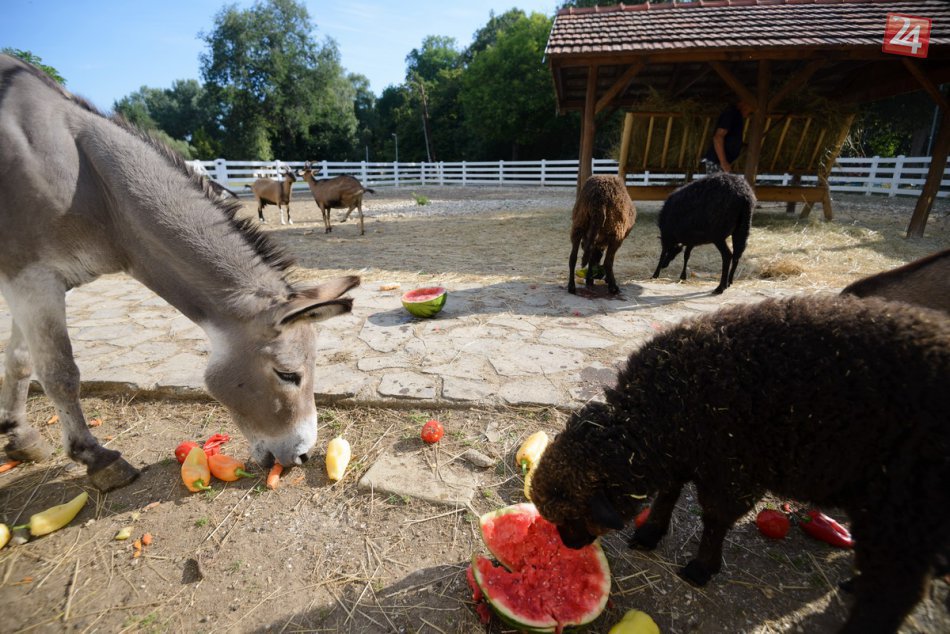 Ilustračný obrázok k článku Hody v mestskom parku v Nitre: Zvieratá si pochutili na šťavnatom ovocí, FOTO