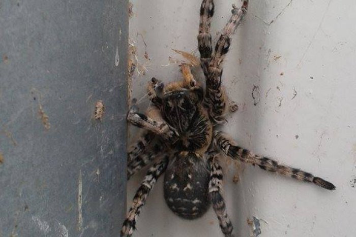 Ilustračný obrázok k článku V Nitre žije najväčší európsky pavúk: Dorastá do veľkosti dlane