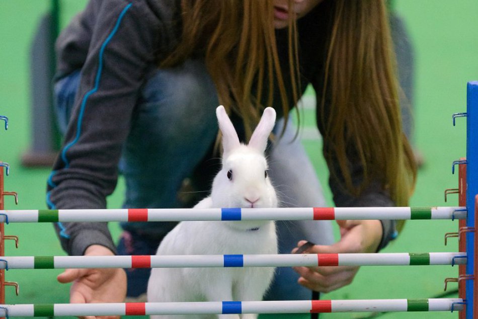 Ilustračný obrázok k článku Nič roztomilejšie dnes neuvidíte: Nitra hostila majstrovstvá v králičom hope, FOTO a VIDEO