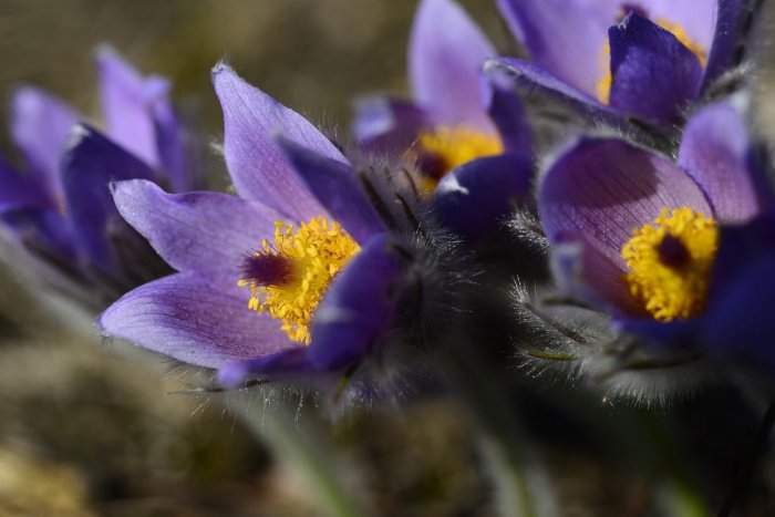 Ilustračný obrázok k článku Nitrianska príroda je plná farieb: Zobor je posiaty vzácnymi druhmi kvetov, FOTO