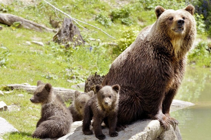 Ilustračný obrázok k článku Ochranári rozhodli: Čo bude so zatúlanou medvedicou a jej mladými?