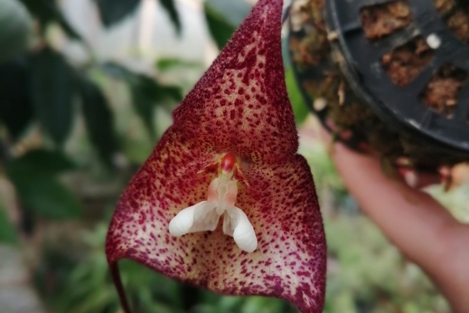 Ilustračný obrázok k článku Nezvyčajné farby i vône: V Botanickej záhrade v Nitre zakvitli nové druhy orchideí