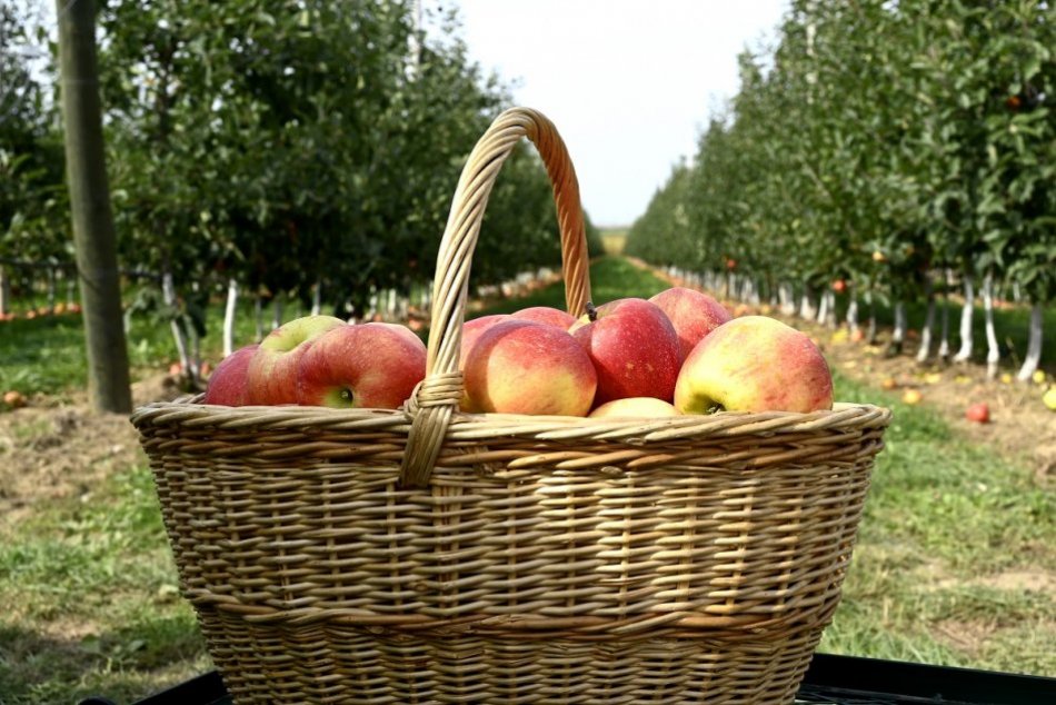 Ilustračný obrázok k článku Samozbery JABĹK v Nitrianskom kraji: KDE a za koľko si nazbierate chutné ovocie?