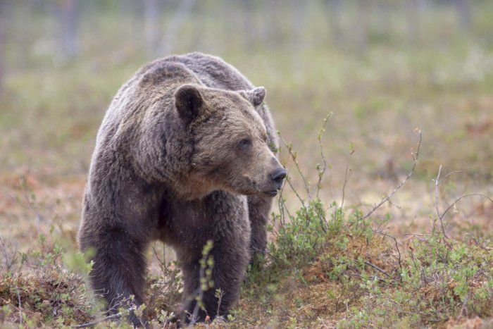 Ilustračný obrázok k článku Pri potulkách prírodou si dajte POZOR: Neďaleko Topoľčian spozorovali medveďa!