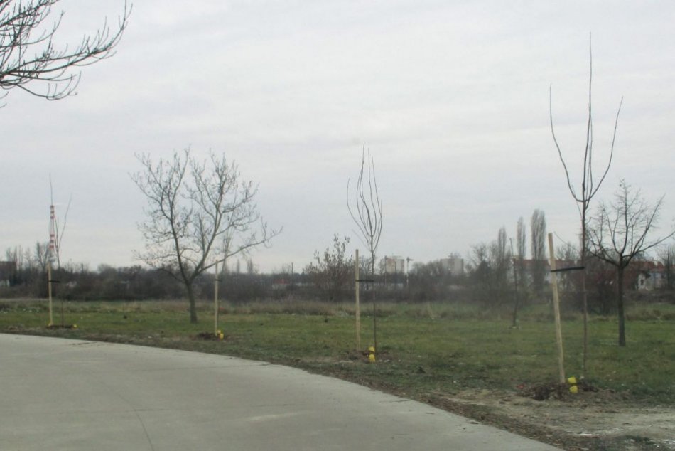 Ilustračný obrázok k článku Komárno sa na jar zazelená: Mesto vysadilo desiatky nových stromov, FOTO