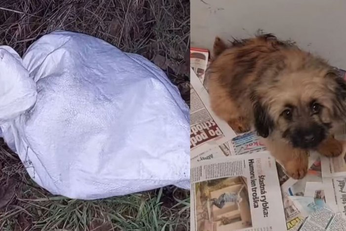 Ilustračný obrázok k článku Sadistický TYRAN: Za Nitrou niekto vyhodil živé šteňa vo vreci, VIDEO