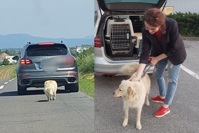 Ilustračný obrázok k článku Stratený psík pobehoval po ceste: Našli ho DESIATKY kilometrov od domova! FOTO
