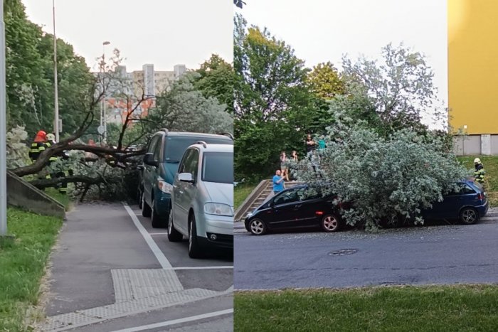 Ilustračný obrázok k článku Na Klokočine sa ZRÚTIL zlomený strom: Spadol na zaparkované autá, FOTO