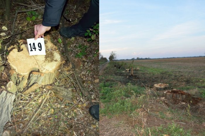 Ilustračný obrázok k článku Niekto dal VYPÍLIŤ takmer 150 stromov: Polícia vzniesla OBVINENIE
