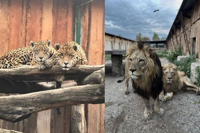 Ilustračný obrázok k článku Slovenské SAFARI? Neďaleko Levíc otvorili park s exotickými zvieratami