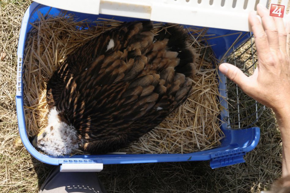Opustené mláďa orla kráľovského neďaleko nášho mesta: Drobec dostal adoptívnych 