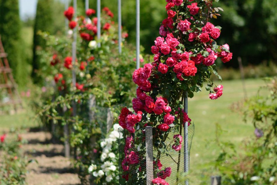 Balzam pre oči: Rozkvitnuté ruže v Arboréte Mlyňany