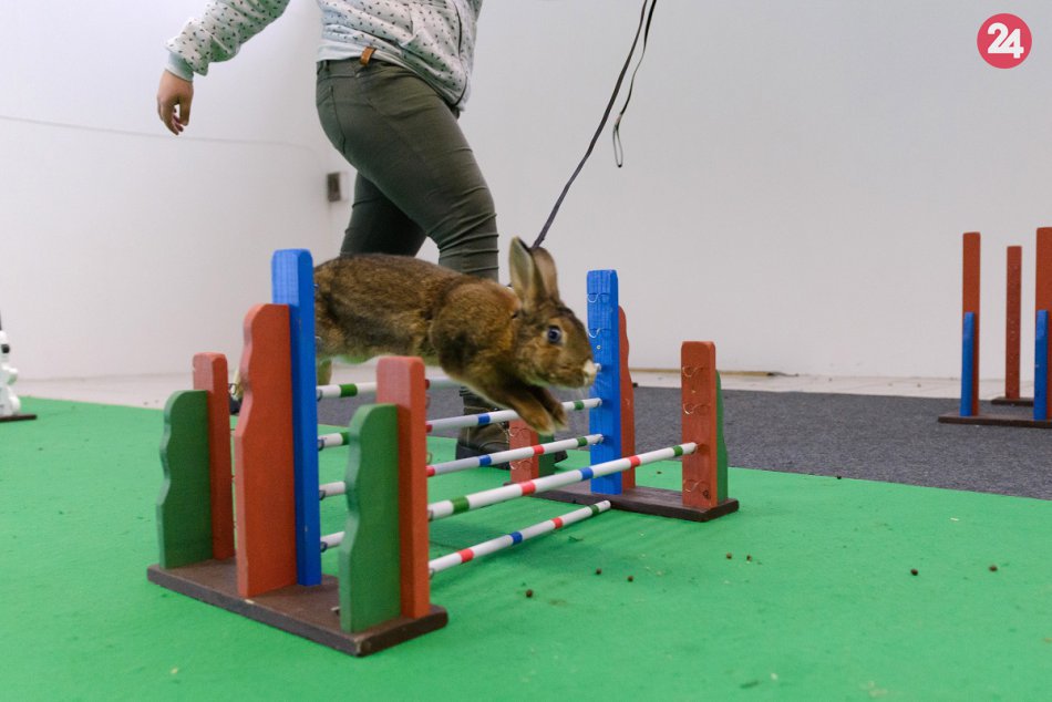 Celoštátna výstava zvierat v Nitre: Nechýbali majstrovstvá v králičom hope, FOTO