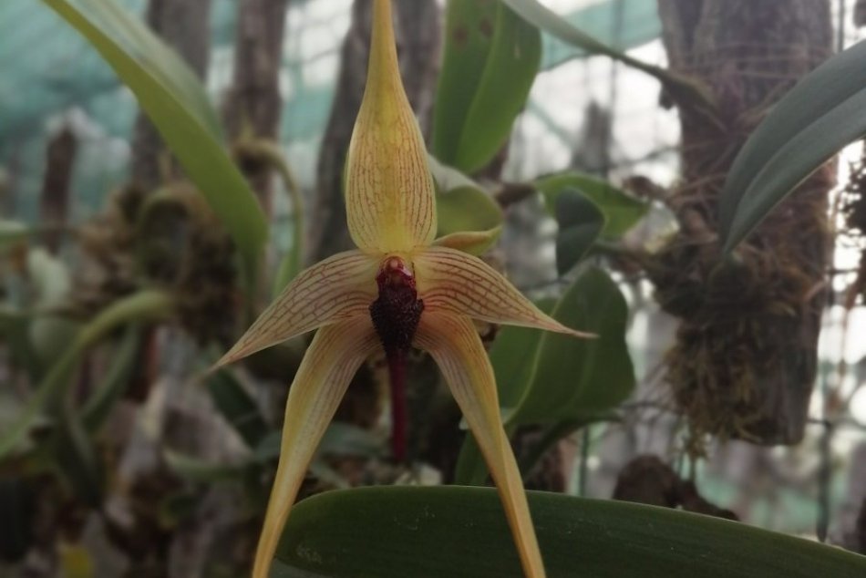 Nezvyčajné farby i vône: V Botanickej záhrade v Nitre zakvitli nové druhy orchid